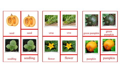 Life cycle of a pumpkin