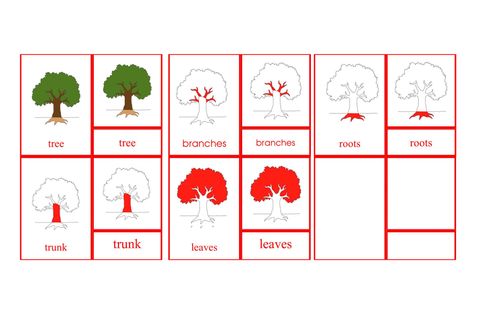 Parts of the Tree Primary Nomenclature Cards (red isolation)