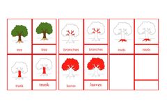 Parts of the Tree Primary Nomenclature Cards (red isolation)