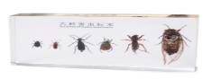 six kind of harmful insects collection (16.3*7.7*2)