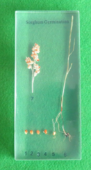 Sorghum Germination