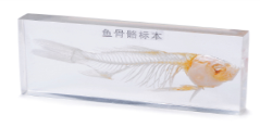 Fish Skeleton