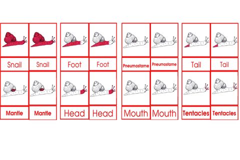 Snail Nomenclatures