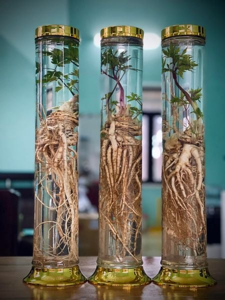 SP Quà tặng Tết - Rượu sâm Pylo - Bộ 3 bình 2.2 lít Phúc Lộc Thọ