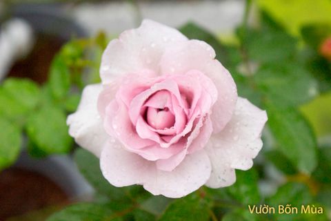 Shrub Rose - Hồng Bụi