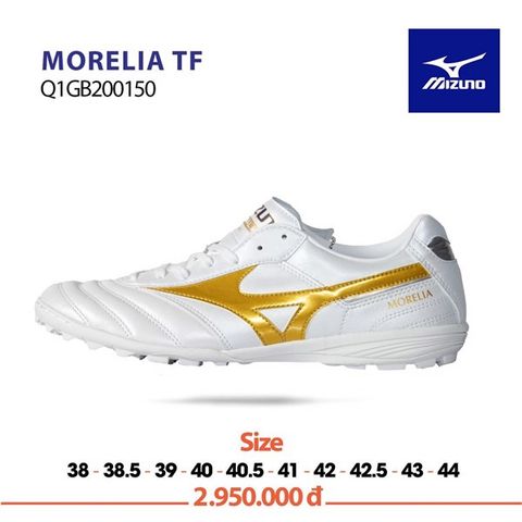 morelia tf