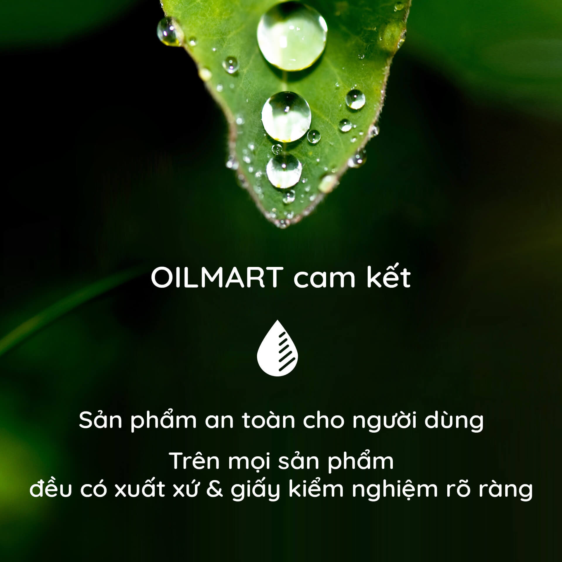 Tinh Dầu Thiên Nhiên Ngọc Lan Tây Oilmart Ylang Ylang Essential Oil