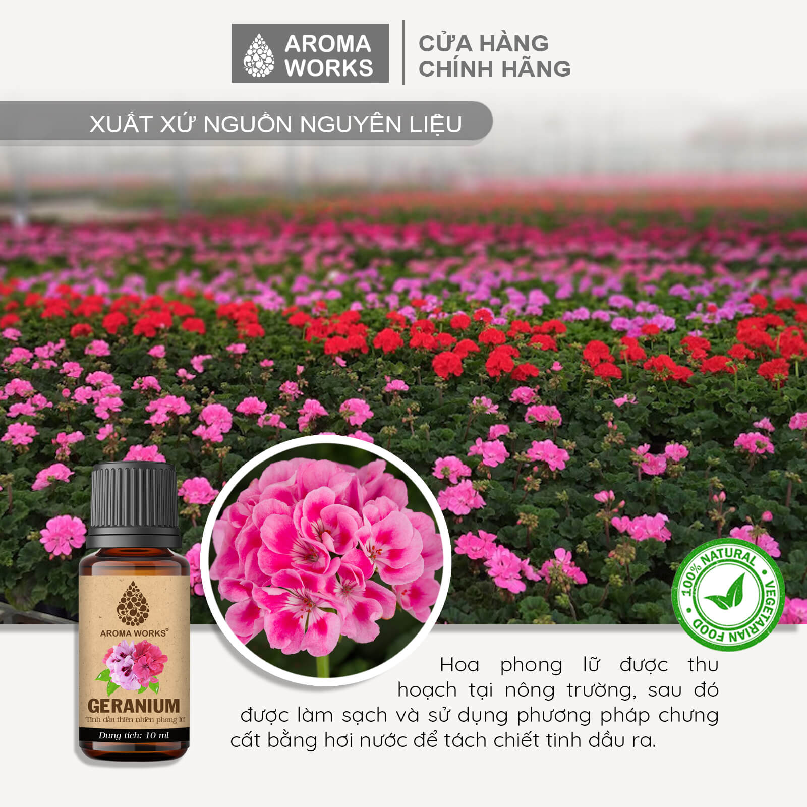 Tinh Dầu Phong Lữ Thơm Phòng, Khử Mùi, Thanh Lọc Không Khí, Giảm Áp Lực Thiên Nhiên Phong Lữ Aroma Works Geranium