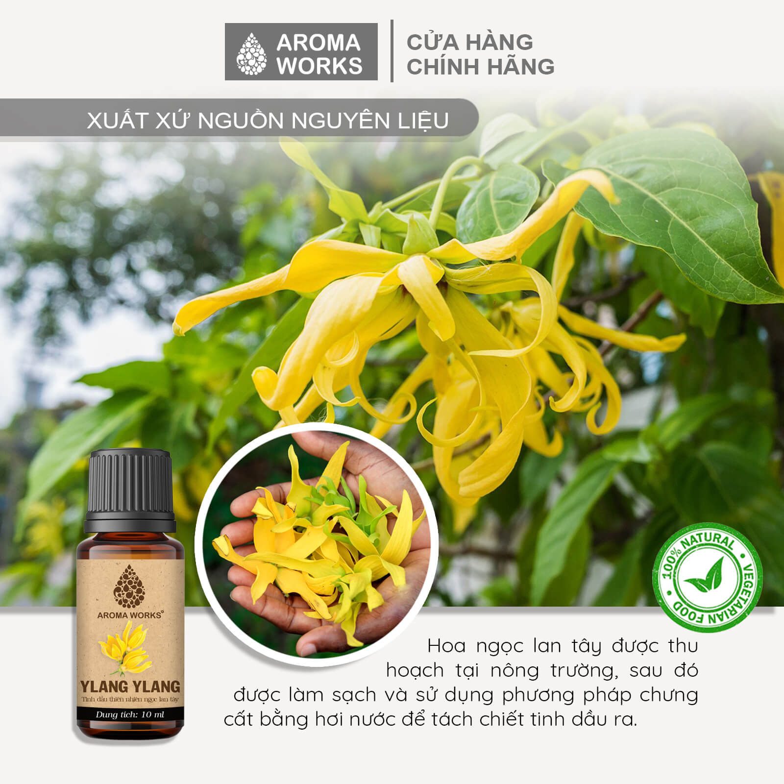 Tinh Dầu Ngọc Lan Tây Xông Phòng, Khử Mùi, Thanh Lọc Không Khí, Tăng Cảm Xúc Thăng Hoa Aroma Works Ylang Ylang