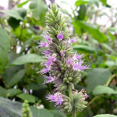 Tinh Dầu Thiên Nhiên Hoắc Hương Nomad Patchouli Essential Oil