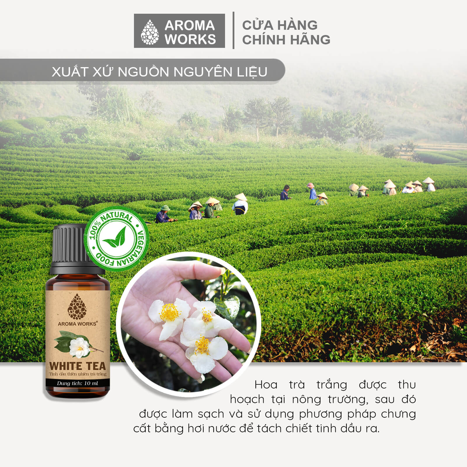 Tinh Dầu Hoa Trà Trắng Thiên Nhiên Thơm Phòng, Khử Mùi, Làm Nến Thơm Aroma Works White Tea