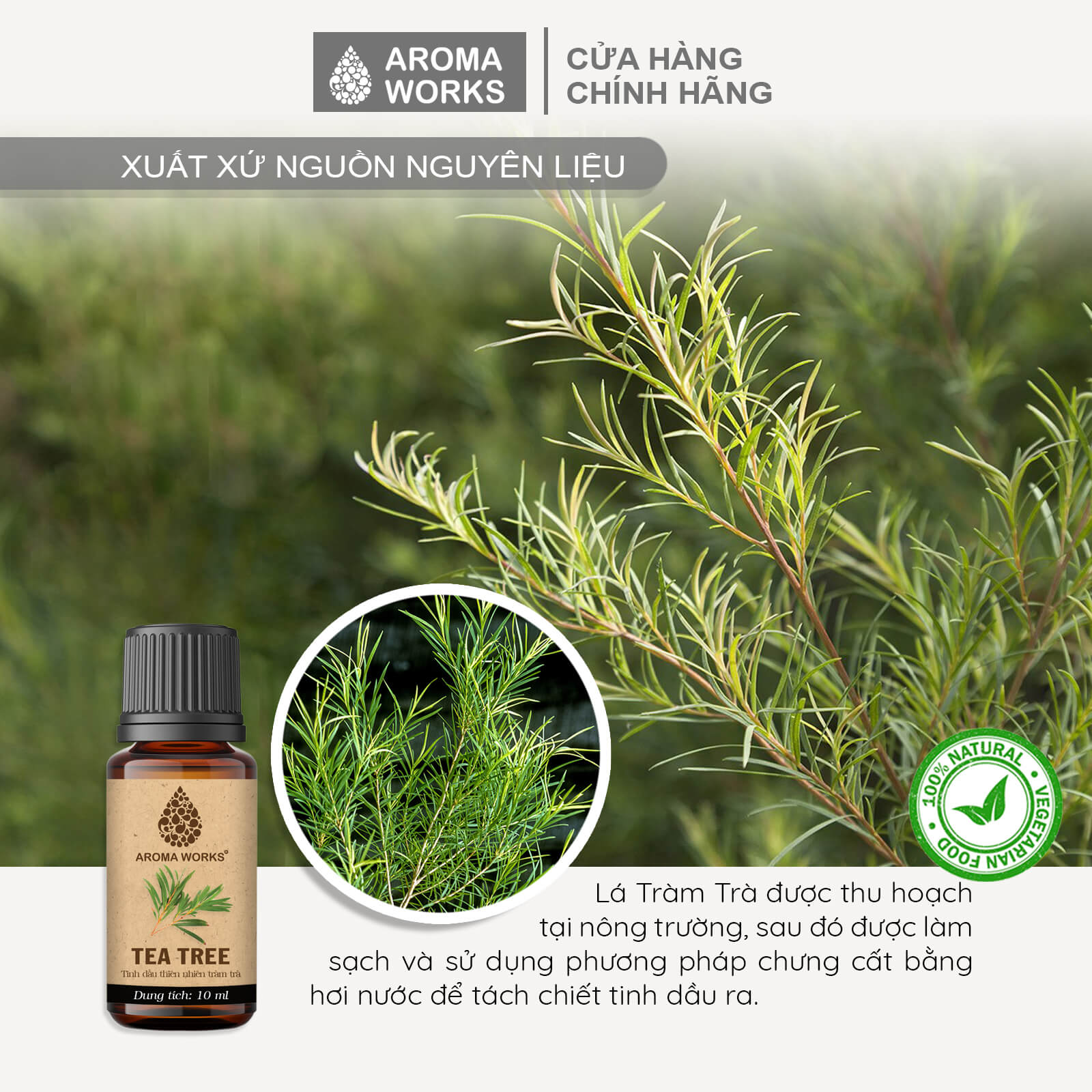 Tinh Dầu Tràm Trà Xông Phòng, Ngăn Ngừa Mụn, Đuổi Muỗi, Khử Mùi Aroma Works Tea Tree