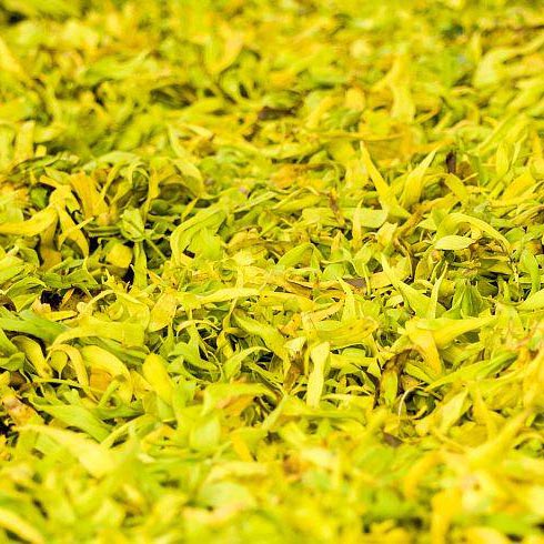 Tinh Dầu Ngọc Lan Tây Xông Phòng, Khử Mùi, Thanh Lọc Không Khí, Tăng Cảm Xúc Thăng Hoa Nomad Ylang Ylang