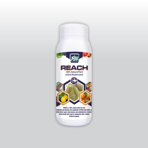  REACH CQC- SẦU RIÊNG (NND-NKR05) - 500ml 