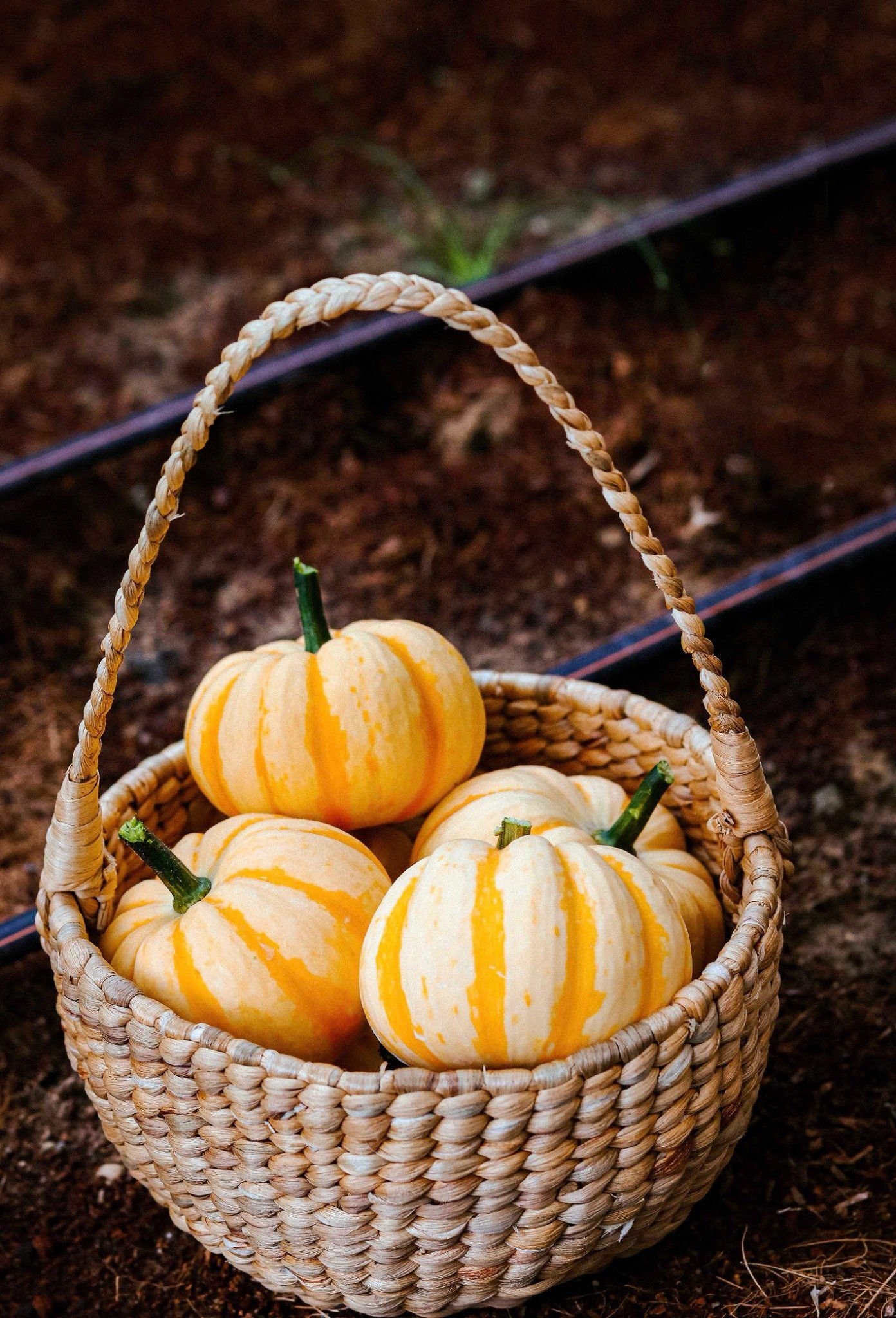 VƯỜN CÀ CHUA, BÍ NGÔ HALLOWEEN