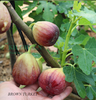 Cây giống sung mỹ Brown Turkey Cali