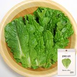 Hạt giống xà lách hàn quốc