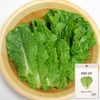 Hạt giống xà lách Hàn Quốc Green Sencho