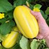 Gói 10 hạt giống dưa lê Hàn Quốc ruột trắng