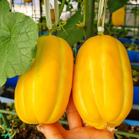 Gói 10 hạt giống dưa lê Hàn Quốc ruột trắng