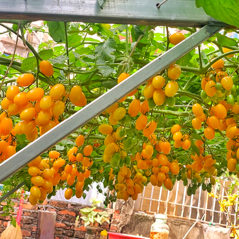 Hạt giống Cà Chua Canary Nhật Bản - cà chua trái cây siêu ngọt