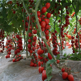 Hạt giống cà chua trái cây Bonney