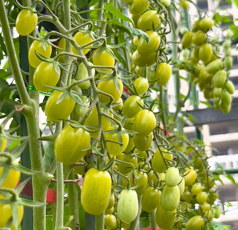 Gói 3 hạt giống cà chua cherry nho xanh Gourami RZ F1