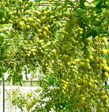 hạt giống cà chua cherry nho xanh
