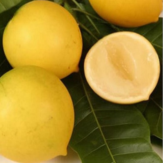 70985761_2364913283556698_6133