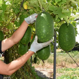 hạt giống bí xanh nhật bản