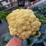 Hạt giống súp lơ vàng nhật bản