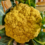 Hạt giống súp lơ vàng nhật bản