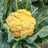 Hạt giống súp lơ vàng nhật bản