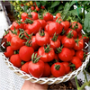 Hạt giống cà chua trái cây cherry dâu đỏ