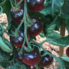 Gói 7 hạt giống cà chua đen hữu cơ Indigo Rose