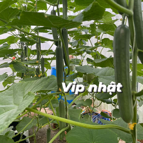 Hạt giống dưa leo Vip Nhật tự thụ phấn