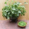 Gói 50 gram hạt giống đậu cove siêu lùn Phú Điền
