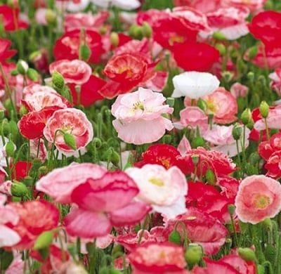 Hoa poppy Love Afaird