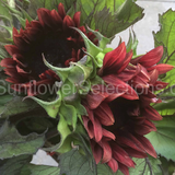 Hoa hướng dương đỏ