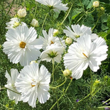 Hoa sao nhái trắng Fizzy