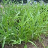 Hạt giống rau Nhật Bản