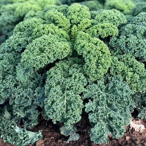 Hạt giống cải xoăn kale Curlybor