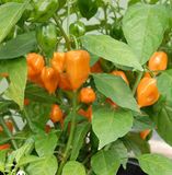 Hạt giống ớt siêu cay habanero