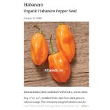 Hạt giống ớt siêu cay habanero