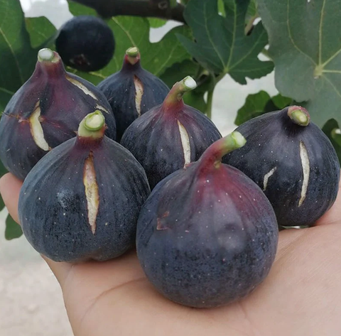 Cây giống sung mỹ Galicia Negra