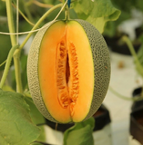 Dưa đế đặc mật