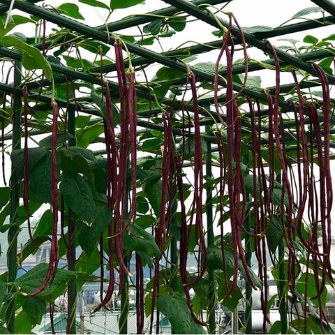 Hạt giống đậu đũa tím Đài Loan