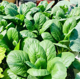 Hạt giống cải ngọt Nhật Shika