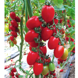 Hạt giống cà chua trái cây Bonney