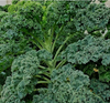 Hạt giống cải xoăn kale Curlybor